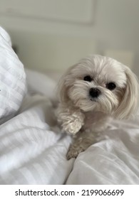 White Maltese Dog In The Bed