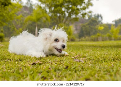 White Maltese Dog Portrait In The Park