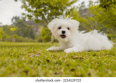 White Maltese Dog Portrait In The Park