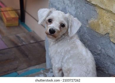 238 Dog maltese profile Images, Stock Photos & Vectors | Shutterstock