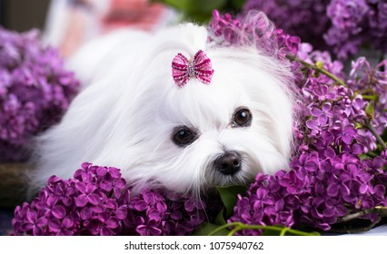 White Maltese Lap-dog And Lilac Flowers