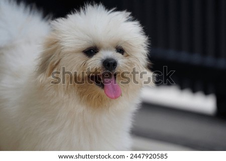 a white Maltese Shihtzu dog with thick fur