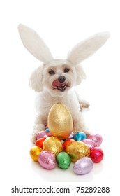 A White Maltese Terrier Pet Dog Licking Lips Sitting Among A Selection Of Colourful Chocolate Easter Eggs.  White Background.