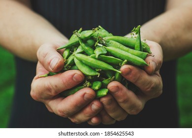 White man is holding a handful of fresh picked green pea pods. Good green pea crop.