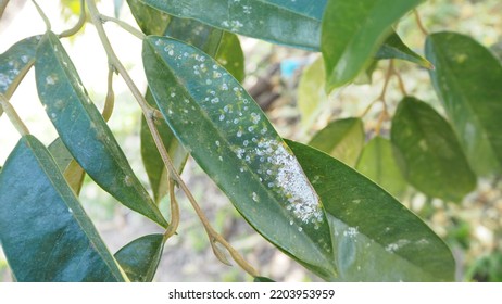 White Mango Scale Aulacaspis Tubercularis Newstead Stock Photo ...