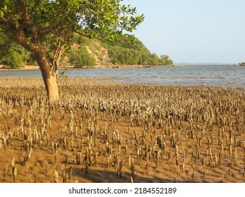 A white mangrove, Avicennia, marina, surrounded by its air roots, on a small secluded beach on Inhaca Island, of the coast of Mozambique, on a sunny day. - Shutterstock ID 2184552189