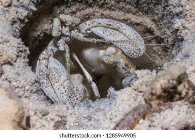White Mantis Shrimp (Lysiosquilla Dana, 1852) Yap island, Federated States of Micronesia