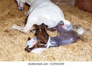 A White Mare Gave Birth To A Foal In The Stable