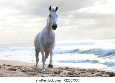  White Mare running on the beach at sunrise