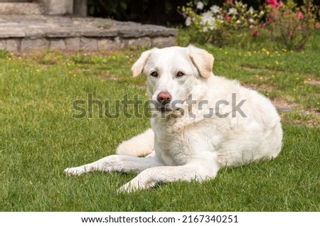 White Maremma Sheepdog lying down in the garden on the grass.
