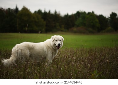 A White Maremma Sheepdog On A Small Farm In Ontario, Canada.