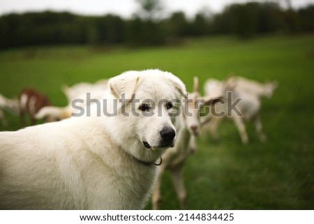 A white maremma sheepdog on a small farm in Ontario, Canada.