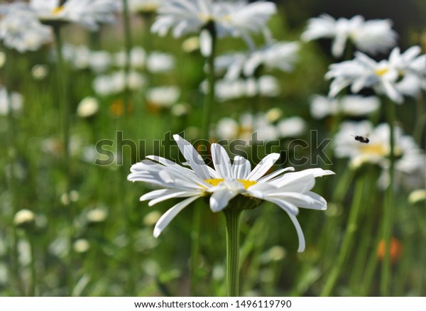 White Margaret flowers in
nature