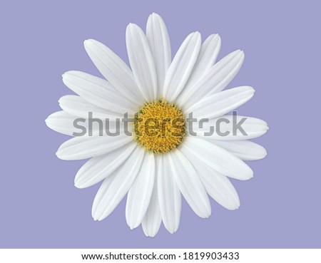 White margarita flower isolated on blue lavender background