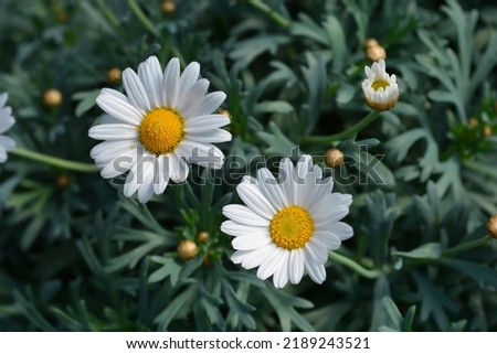 White Marguerite daisy flowers - Latin name - Argyranthemum frutescens