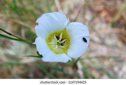 White Mariposa Lilly (Calochtorus) Close Up With Beetles Inside