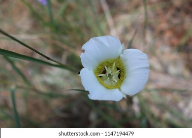 White Mariposa Lilly (Calochtorus) Close Up With Beetles Inside