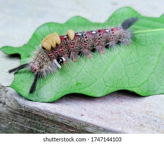 White Marked Tussock Moth Caterpillar On Green Leaf