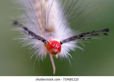 White Marked Tussock Moth Caterpillar.  The Red Face Of This Caterpillar Is Front And Center.