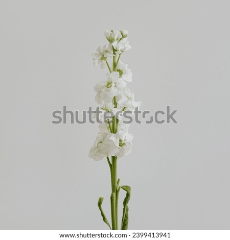 White matthiola flower over white background. Simple floral composition