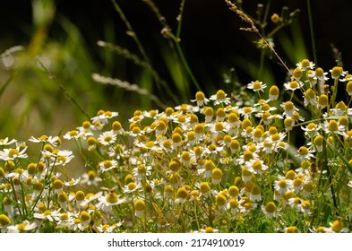 White Mayweed Flowers In A Field