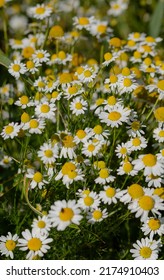 White Mayweed Flowers In A Field