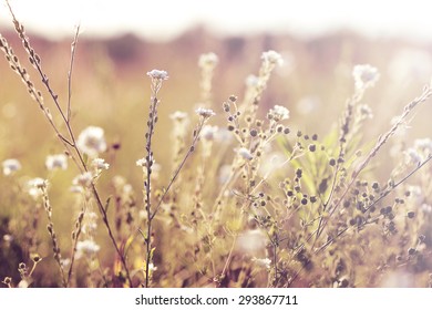 White Meadow Soft Flowers. Vintage Sunny Autumn Field Natural Background