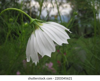 A White Melancholy Flower In The Rainy Garden