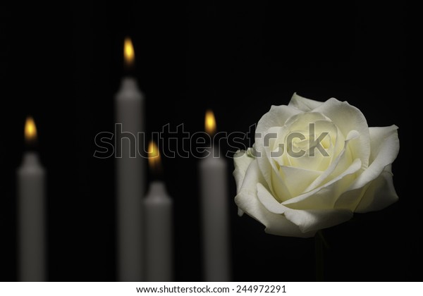 White memorial rose with\
candles