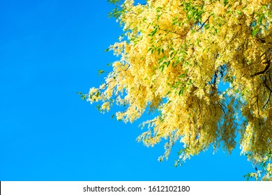 347 Meranti tree Images, Stock Photos & Vectors | Shutterstock