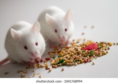 White Mice Eating Bird Seed On Empty Table