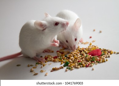 White Mice Eating Bird Seed On Empty Table