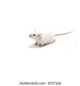 White mice isolated over white