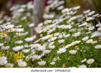 White mini marguerite flower, Chrysanthemum paludosum