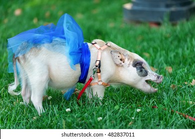 White Mini Pig With Blue Ribbon Eating Green Grass

