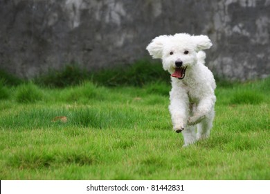 White Mini Poodle Dog Hops Joyfully On Grassland