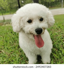 White mini puddle dog at the park