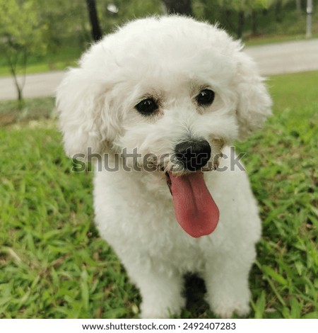 White mini puddle dog at the park