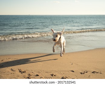 White Mini Schnauzer Dog Happy Jumping On The Beach