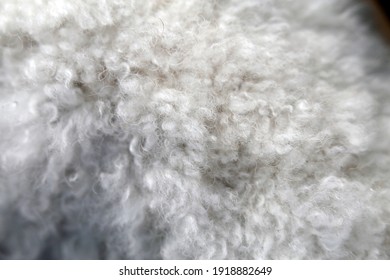 White Miniature Poodle In A Closeup. Soft, Fluffy, Curly Fur Of The Friendly Little Pet Dog. Lovely Texture. Closeup Of The Poodle Fur, Hairy, Cute Surface Ready To Be Pet! Adorable Animal.