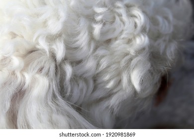 White Miniature Poodle In A Closeup. Soft, Fluffy, Curly Fur Of The Friendly Little Pet Dog. Lovely Texture. Closeup Of The Poodle Fur, Hairy, Cute Surface Ready To Be Pet! Adorable Animal.