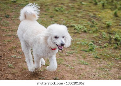 White miniature poodle running down path off lead wearing red collar