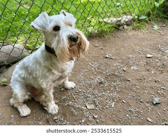 White miniature schnauzer looking serious in kennel sitting on dirt and rocks in front of chain link fence and grass - Powered by Shutterstock