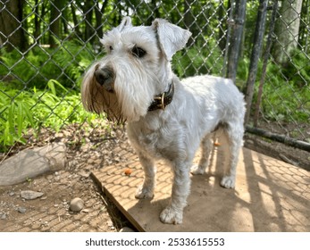 White miniature schnauzer looking serious standing up in sunlight and shadow of chain link fence on wooden board in front of the woods - Powered by Shutterstock