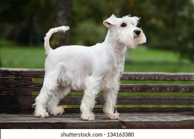 White Miniature Schnauzer In Nature