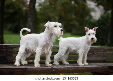 Mini Schnauzer Images Stock Photos Vectors Shutterstock