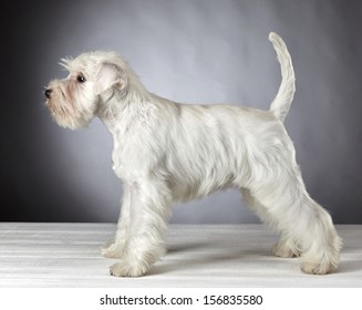 Miniature Schnauzer Hd Stock Images Shutterstock