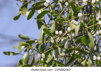 White mistletoe berries on a tree in the forest.