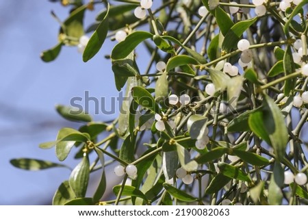 White mistletoe berries on a tree in the forest.