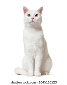 White Mixed-breed Cat (2 Years Old), Isolated On White